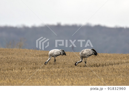 eurasian cranes land on a harvested korn field 91832960