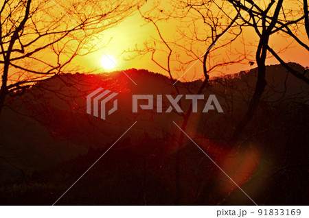 森に昇る朝日　丹沢の大山三峰山 91833169