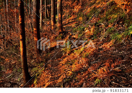 山地を染める朝日　丹沢の大山三峰山　大山三峰縦走コース 91833171