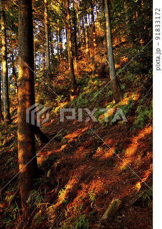 山地を染める朝日　丹沢の大山三峰山　大山三峰縦走コース 91833172