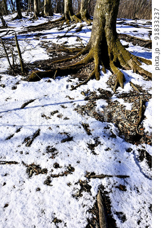 丹沢の辺室山 辺室山縦走コース 雪の山地 丹沢の辺室山 辺室山縦走コース 雪の山地 91833237