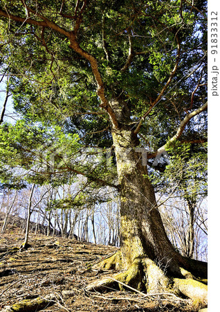 丹沢の辺室山 登山道のモミ 丹沢の辺室山 登山道のモミ 91833312