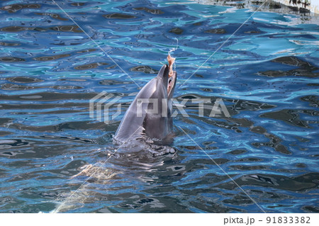 餌のイカを食べるイルカがいる飼育プールの風景 餌のイカを食べるイルカがいる飼育プールの風景 91833382