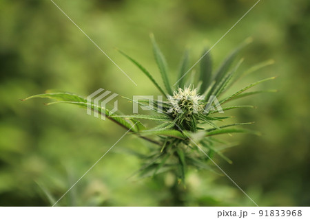 Blooming Marijuana plant with early white Flowers, cannabis  leaves, marijuana 91833968