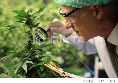 scientist with glasses and gloves checking hemp plants or cannabis plant in a greenhouse. Concept of herbal alternative medicine, cbd oil, pharmaceutical industry 91833973