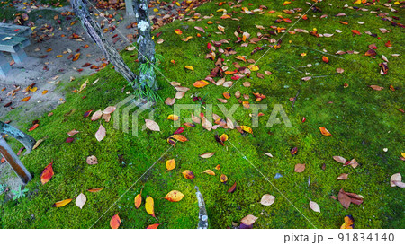 色鮮やかな苔が生えた大地 色鮮やかな苔が生えた大地 91834140