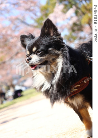 散歩中のチワワ 散歩中のチワワ 91834943