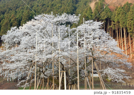 巨木の一本桜（薄墨公園、淡墨桜　岐阜県 本巣市） 91835459