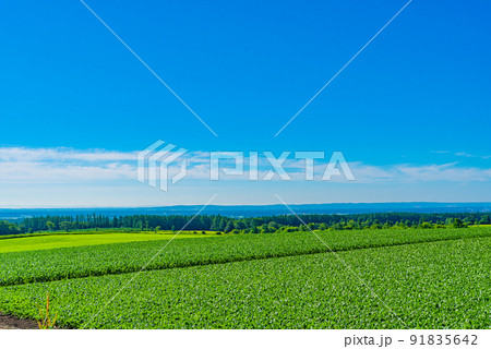 帯広・十勝の風景 帯広・十勝の風景 91835642