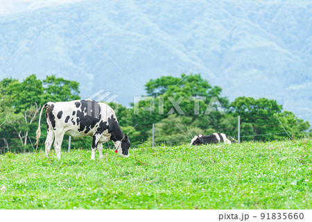 函館の牛たち 91835660