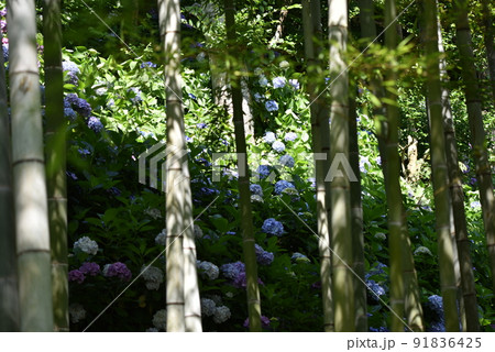 長谷寺の紫陽花 長谷寺の紫陽花 91836425