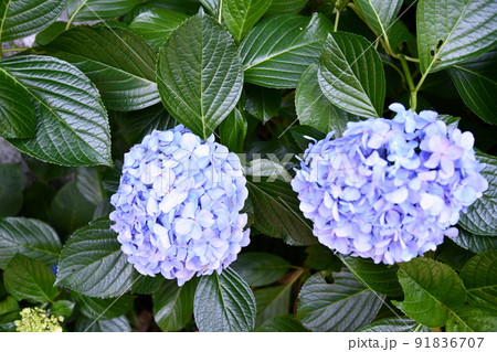 長谷寺の紫陽花 長谷寺の紫陽花 91836707