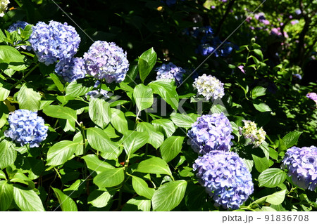 長谷寺の紫陽花 91836708