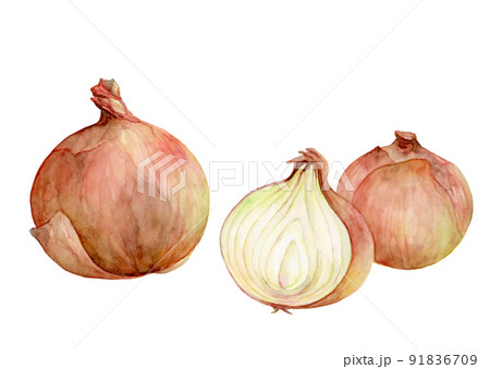 タマネギの水彩イラスト 91836709
