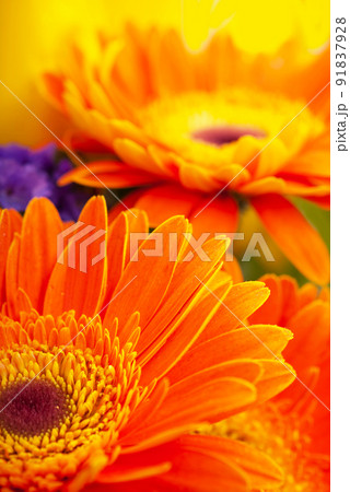 Gerbera flower close up isolated on white background Gerbera flower close up isolated on white background 91837928