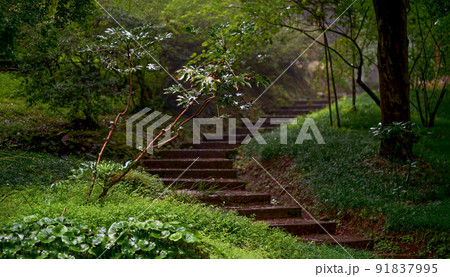 Georgia. Batumi, Botanical Garden. Beautiful vegetation, bright flowering plants. Japanese maple in raindrops. 91837995