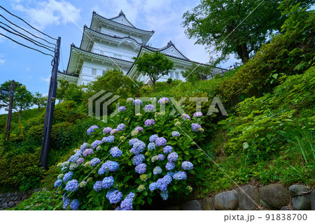 神奈川県小田原市の小田原城を南側からアジサイと共に見る 神奈川県小田原市の小田原城を南側からアジサイと共に見る 91838700