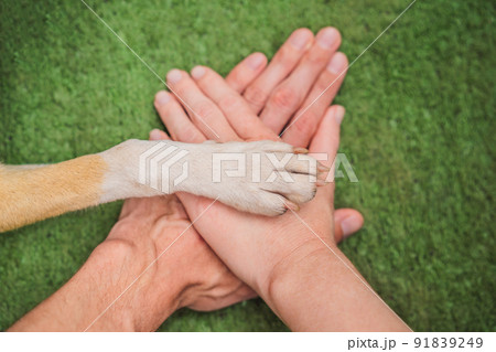 Human hands and dog paw as a team. Fight for animal rights, help animals 91839249