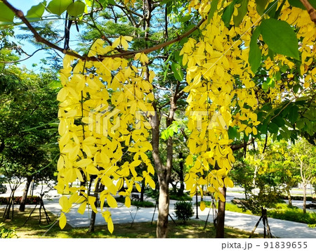 花 フラワー お花 91839655