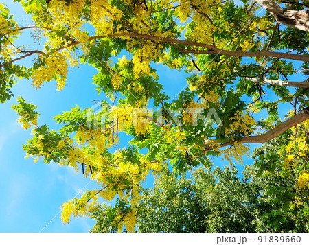 花 フラワー お花 91839660