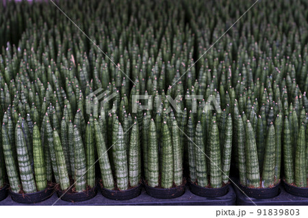Sansevieria boncellensis 91839803