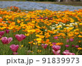 ポピーが咲く那須高原 91839973