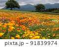 那須高原の花畑 91839974