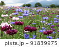 ナデシコが咲く丘 91839975