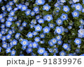 ネモフィラの咲く丘 91839976