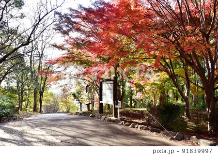 座間市　県立座間谷戸山公園の伝説の丘（本堂山）散策路と紅葉 91839997