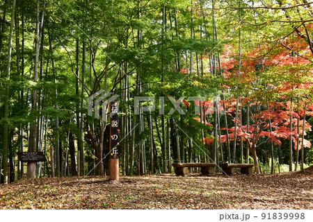 座間市　県立座間谷戸山公園の伝説の丘（本堂山）の紅葉と竹林 91839998