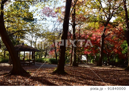 座間市　県立座間谷戸山公園の伝説の丘（本堂山）の紅葉と東屋 91840000
