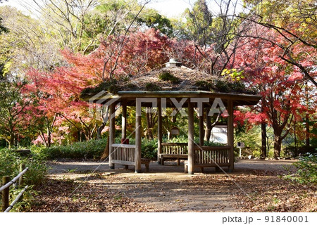 座間市 県立座間谷戸山公園の伝説の丘(本堂山)の紅葉と東屋 座間市 県立座間谷戸山公園の伝説の丘(本堂山)の紅葉と東屋 91840001