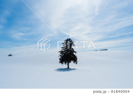 冬の八幡丘ツリーの木 91840004
