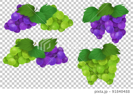 葡萄和麝香葡萄的插圖素材集 91840488