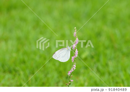 ネジバナの蜜を吸うモンシロチョウ 91840489