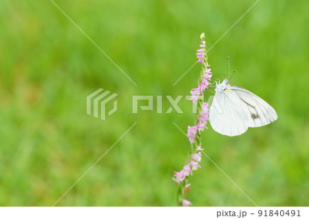 ネジバナの蜜を吸うモンシロチョウ 91840491