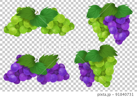 Illustration material set of grapes and muscat 91840731