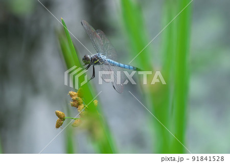 水辺のトンボ 91841528
