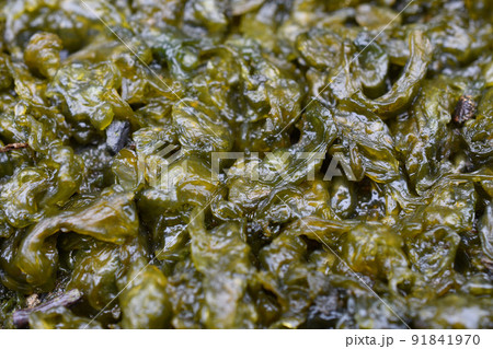 イシクラゲ 91841970