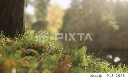 small lake or pond with fallen leaves in autumn 91842068
