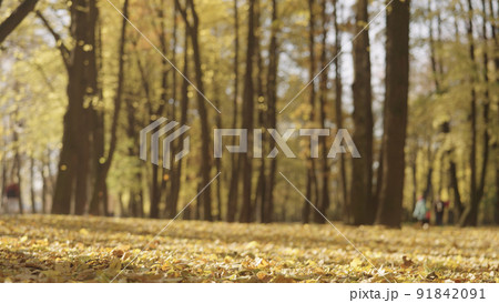 background of autumn park with falling leaves 91842091