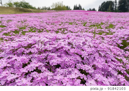 芝桜 91842103