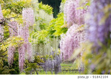 十ノ瀬藤の郷 91842104