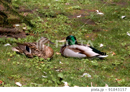 Wild ducks sit on the grass near a body of water. 91843157