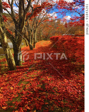 紅葉の絨毯 91843261