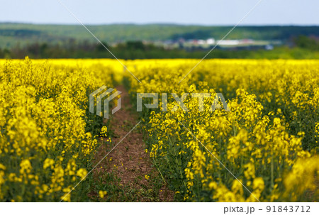 Blooming canola field with tractor gauge, closeup with selective focus Blooming canola field with tractor gauge, closeup with selective focus 91843712