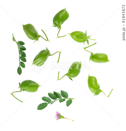 Green chickpeas in the pod with green leaves and flower, isolated on white background. Cicer arietinum. Clipping path. Top view. 91843872