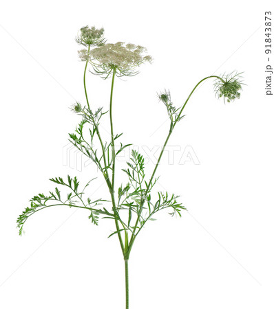 Wild carrot or Daucus carota, flowers isolated on white background. Medicinal herbal plant. 91843873