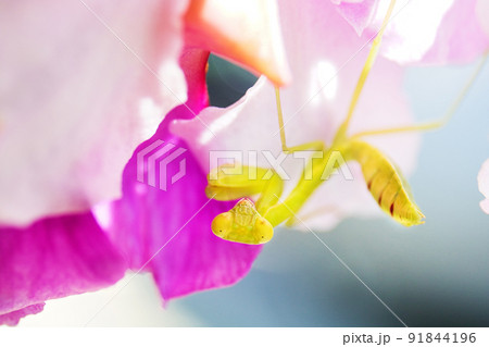小さな花と小さなカマキリ 91844196